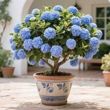 Hortensia de hoja grande con tallo de raíz desnuda - resistente al frío, de rápido crecimiento, ideal para suelo, maceta, patio y balcón. - 1 planta - Ver 7