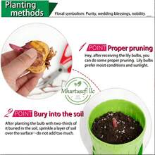 2 Purple Double-Petal Ornamental Lily Bulbs, A Drought-Resistant Perennial Ornamental Plant With A Pleasant Fragrance And Large Flowers, Suitable For Planting In Gardens. - 如圖所示 - 查看 6