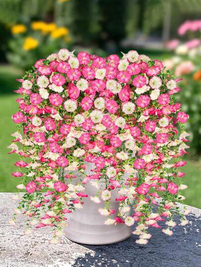 2pcs Artificial Eucalyptus And Morning Glory Vines, UV-Resistant Silk Floral Hanging Decor Suitable For Outdoor, Anniversary, Graduation, Wedding, Party, Home, Office, Porch, Garden, Wall, Living Room, Office Wall, Yard, Bookshelf (1/2 Pieces)