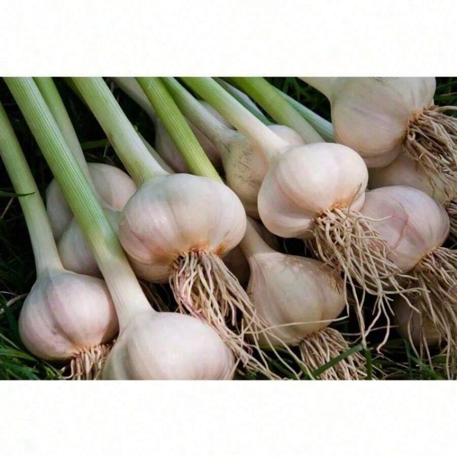 Colorful Mixed Fresh Garlic Clove  (For Growing) - Easy To Grow Your Own Food - 100粒種子 - 查看 1
