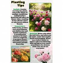 Peony Plants With Roots In The Soil, Bloom The Same Year With Large Double-Petal Flowers, Cold-Resistant Perennial Vegetation For Balcony And Garden. - 1 Floor - View 6