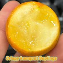 Varieties Of Premium Kumquat – Large Sweet Fruit, Cold Resistant, Year-Round Beauty For Balcony And Patio Pots - 1樓 - 查看 8