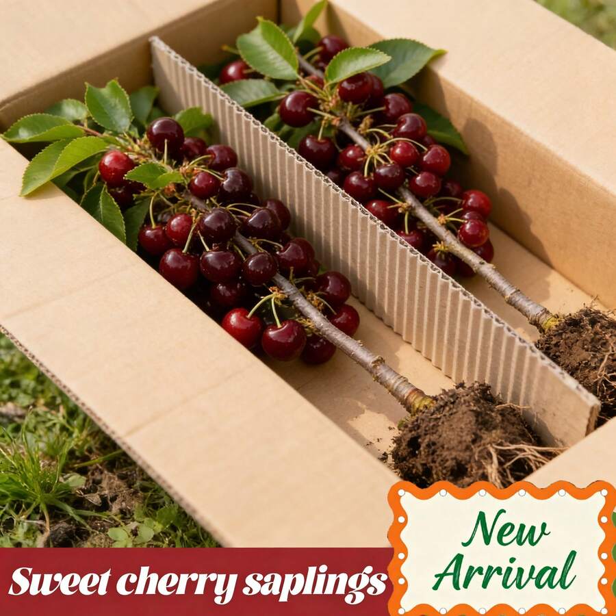 Established Cherry Saplings (Multi-Year Maturity) – Strong Root System, Easy To Survive, Sweet And Juicy Fruits For Gardens/Balconies - 2棵果樹苗 - 查看 1