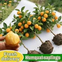 Varieties Of Premium Kumquat – Large Sweet Fruit, Cold Resistant, Year-Round Beauty For Balcony And Patio Pots - 1樓 - 查看 9