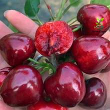 Established Cherry Saplings (Multi-Year Maturity) – Strong Root System, Easy To Survive, Sweet And Juicy Fruits For Gardens/Balconies - 3棵果樹苗 - 查看 7