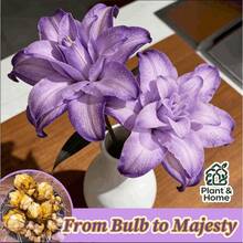 2 Purple Double-Petal Ornamental Lily Bulbs, A Drought-Resistant Perennial Ornamental Plant With A Pleasant Fragrance And Large Flowers, Suitable For Planting In Gardens. - 如圖所示 - 查看 4