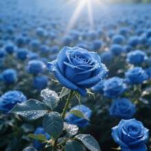 Hand-Picked Natural Seeds Of The 108blue Siren Rose Can Be Used As Flowering Seed Balls For Gardens, Balconies, And Potted Plants, And Are Easy To Cultivate And Survive Throughout All Four Seasons. - 108 chiếc - Xem 1