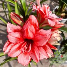Amaryllis Bulb With Red And White Flowers - Pre-Chilled For Early Blooming, Get Color Faster, Ideal For Impatient Gardeners - 如圖所示 - 查看 2