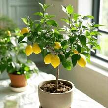 Dwarf Lemon Tree Stem - Fast Growth, Shipping To USAUU., Easy-Care Fruit Plant For Abundant Lemons In The Family Garden - 2 Fruit Seedlings - View 9