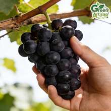 1-2 Year Old Kyoho Grape – Bare Root, Sweet And Juicy, Fast Growing, Low Maintenance, Perennial Ready For Planting - Tầng 1 - Xem 7