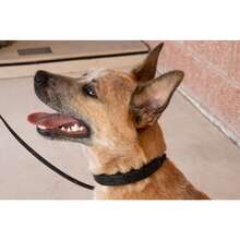 Collar de adiestramiento negro grande 1 pieza - Negro - Ver 6