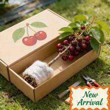 Established Cherry Saplings (Multi-Year Maturity) – Strong Root System, Easy To Survive, Sweet And Juicy Fruits For Gardens/Balconies - 1 Fruit Seedling - View 10