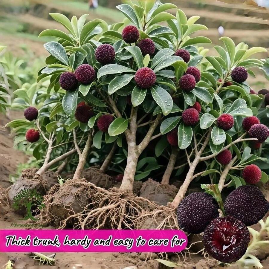 Waxberry Plants,  Of Live Plants, With Well-Developed Root Systems, High Degree Of Sweetness, No Need For Complex Maintenance; Suitable For Planting In Family Yards And Gardens. - 1樓 - 查看 1