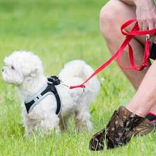 150 pièces Sacs à déchets pour animaux de compagnie noirs, portables, de nettoyage, convenant pour la voiture, les petites poubelles, sacs poubelle de rechange d'origine, sacs à déchets pour animaux de compagnie dédiés, sacs à déchets pour animaux de compagnie étanches, convenant pour promener les chiens à l'extérieur, applicables à la , l'industrie, les services municipaux, les soins de santé, les institutions et autres scénarios extérieurs - Noir - Voir 8