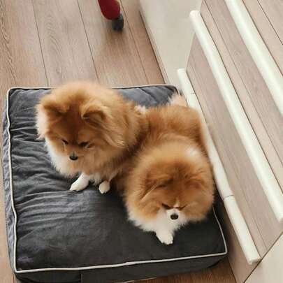 Waterproof Dog Bed, Plush Dog Mattress, Charcoal, Machine Washable, Medium & Large Sized, Cozy Dog Bed, Dog Sleeping Mattress