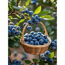 Premium Blueberry Saplings, Easy To Plant, Cold-Hardy, And Simple To Cultivate. They Produce Sweet And Tangy Fruits, Suitable For Both Patios And Gardens. As A Low-Maintenance Plant For Indoors And Outdoors, They Make The Perfect Gift For Gardening And Home Decoration. - 1 Plant - View 5