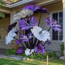 Tropical Elephant Ear Herb 300 , Hardy Perennial , Garden Decor, No Watering Required, Professionally Planted, Suitable For Spring And Low Maintenance Garden Exchange Space - 300 - 查看 3