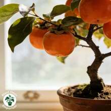Fuyu Sweet Persimmon Live Saplings - Bring The Fruits Into Your Private Orchard! High-Quality Varieties That Bear Fruit Quickly - 1株植物 - 查看 4