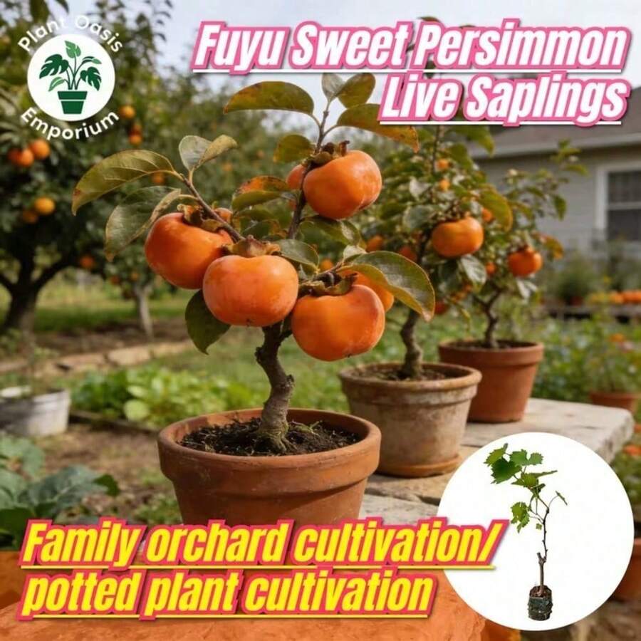 Plantones vivos de caqui dulce Fuyu - ¡Trae las frutas a tu huerto privado! Variedades de alta calidad que dan frutos rápidamente - 1 planta - Ver 1