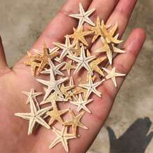 100颗迷你天然海星微景观沙滩婚礼航海装饰树脂手工DIY花瓶填充物小星形贝壳沙滩装饰0.4英寸-1英寸，适用于DIY珠宝制作、鱼缸/浴室家居装饰、派对蜡烛婚礼装饰、手工制作，最佳生日毕业礼物 - A - 查看 13