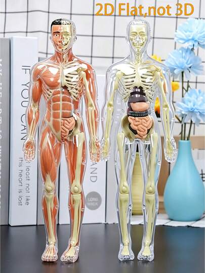 2D亚克力医学教育展示板，人体解剖模型套装 - 骨骼和完整躯干 - 带器官的医学教学骨骼模型：用于科学课堂演示和展示的解剖学习工具