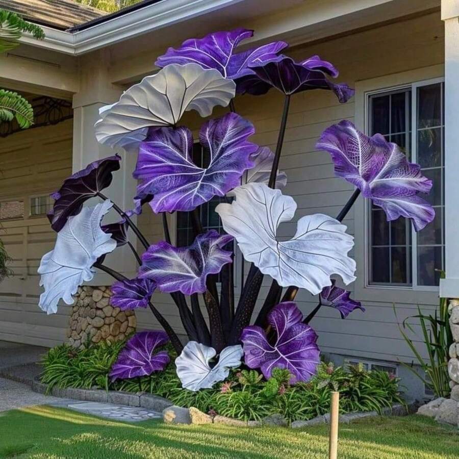Tropical Elephant Ear Herb 300 , Hardy Perennial , Garden Decor, No Watering Required, Professionally Planted, Suitable For Spring And Low Maintenance Garden Exchange Space - 300 - 查看 1