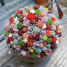 Flower Seeds - View 5