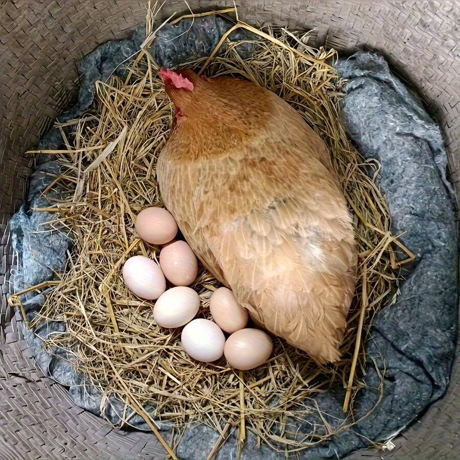 Bộ 6/12 mô hình gà mái đẻ trứng bằng nhựa thực tế | Không phải đồ chơi, thiết kế rỗng, bảo vệ toàn diện, được thiết kế để hướng dẫn gà con đẻ trứng, phụ kiện