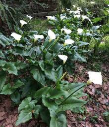 100seeds Garden Plants Are Suitable For Every Novice To Plant - Mặc định - Xem 6