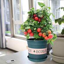 Dwarf Planting Jar Red Tomato Plants S Cherry Small Tomatoes Red Cherry Tomatoes Four Seasons Balcony Plants S Vegetable Plants S - 100 Pieces - 查看 2