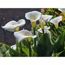 100seeds Garden Plants Are Suitable For Every Novice To Plant - Mặc định - Xem 10
