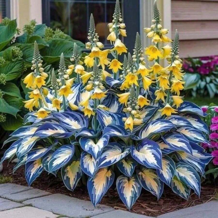 Blue Yellow Flower Hosta, Planting Garden Decoration Outdoor Flowers, Plants, Fruits And Vegetables Planting For Plant Lovers As A Gift From Nature - 預設 - 查看 1