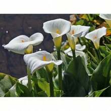 100seeds Garden Plants Are Suitable For Every Novice To Plant - Mặc định - Xem 11