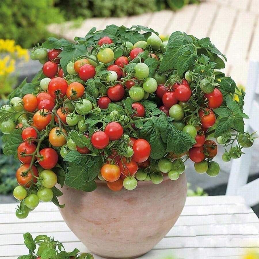 Dwarf Planting Jar Red Tomato Plants S Cherry Small Tomatoes Red Cherry Tomatoes Four Seasons Balcony Plants S Vegetable Plants S - 100 Pieces - 查看 1