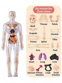 3D Detachable Human Body Anatomy Model, Includes Complete Skeleton And Organ Components, Scientific Educational Stress Relief Model, Biomedical Teaching Aid, Enhances Understanding Of Human Anatomy Through Assembly And Disassembly. - Multicolor - View 12