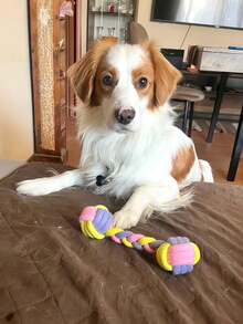 1/4/9pcs Dog Rope Toy Set - Suitable For Small Dogs, Includes Various Rope Toys, Knotted Toys For Puppy Training, Chew Toys To Prevent Boredom, Rope Puzzle Toys, Interactive Toys With Ball, Dog Supplies, Fun Puppy Games, Dog Toys - Multicolor - View 5