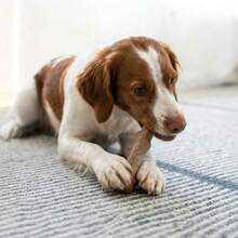 Dogwood Dog Chew Toy Real-Wood Blend Natural Flavor Texture For Moderate Chewers Medium Size 7.4 Brown - Gói cỡ trung bình gồm 1 sản phẩm. - Xem 5