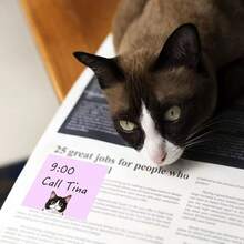 可爱猫咪便签套装 | 卡哇伊便签，美观自粘纸，适合学生计划本，卡通动物文具礼品，方形纸 - 多色 - 查看 4