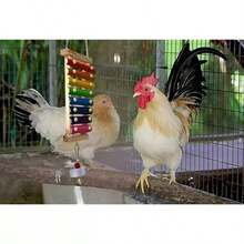 Chicken Toys & Accessories - Wooden Xylophone, Colorful Parts, Hanging Chains, Grinding Stones For Beak & Calcium Supplement. Some Accessory Colors Are Random - Multicolor - View 3