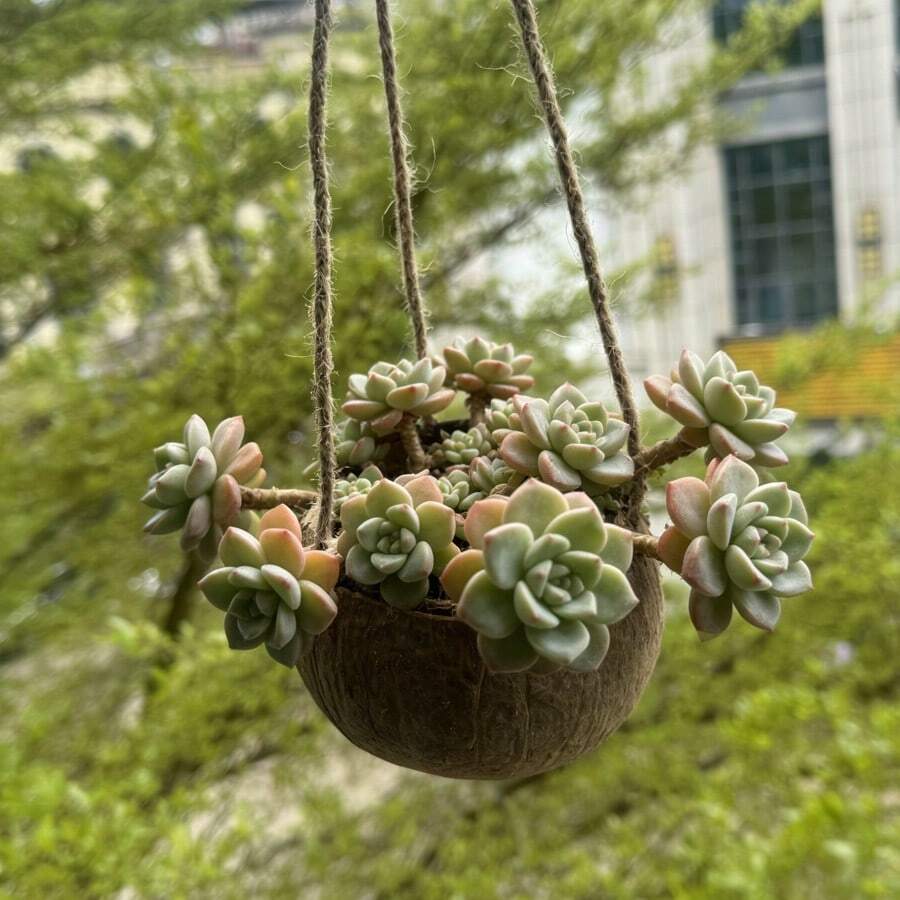 2 piezas Macetas colgantes de cáscara de coco natural, cestas colgantes de estilo rústico con cuerda de yute, adecuadas para plantas de interior, decoración de pared del jardín del hogar - A - Ver 1