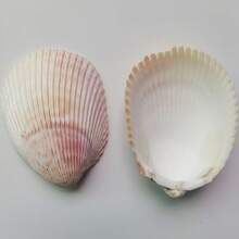 50克/200克天然散装贝壳，适合DIY手工艺品、风铃、婚礼中心装饰品、浴室装饰、海滩派对——家居装饰礼品创意、装饰品、收藏品、课堂奖励、工艺品、家居装饰、婚礼装饰、水族箱、花瓶填充物——海滩主题派对散装贝壳礼品、儿童艺术项目 - 套裝 - 查看 4