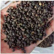 300plant Purple Willow Potted Plant - Delicate And Fresh - Hardy For All Seasons, Suitable For DIY Gardens, Home Gardens, Pots And Yards - Ideal Gardening Gifts Plants Live   Vegetable Plant Blue Snowflake Plant Plant, Gardening Flowers Plant Plant, Flowers External Plant Plant, Garden  All External Plant Plant, Mosquito Repellent Outdoor Garden Plant Plant Planting Perennial Flower Plant Plant Plant - 300種子 - 查看 2