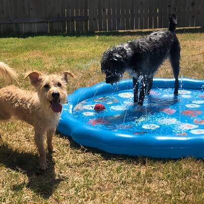 1 cái [Tấm phun nước cho chó] Tấm phun nước cho thú cưng, PVC dày, chống rò rỉ, chống trượt, hồ bơi nước ngoài trời mùa hè cho thú cưng, hồ bơi di động dễ đổ đầy, thích hợp cho sân sau, bãi cỏ, vườn, bãi biển, dụng cụ tắm và vệ sinh cho thú cưng, bền, chống trầy xước, có thể gấp gọn, dễ thoát nước.