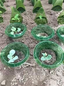 1/5个装绿色透明圆形蜗牛蛞蝓防护罩，可重复使用的塑料蜗牛蛞蝓植物保护罩，蔬菜保护罩，易于安装的户外罩，装饰性强，防虫，适用于保护蜗牛和蛞蝓，盆栽户外植物和菜园，是园丁和园艺爱好者的理想之选，适合所有季节。 - A - 查看 2