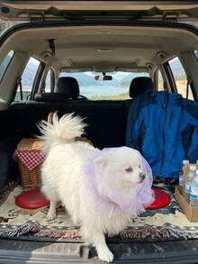 1个狗狗防吞咽口套，舒适透气，适用于中小型犬，防止啃咬、舔舐和吞食 - 彩色 - 查看 7