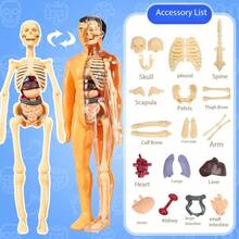 Detachable Skeleton And Internal Organs Model, Suitable For Anatomy Teaching, Practical Educational Tool For Science Classroom, Detailed Structure Of Complex Organs - Multicolor - View 16