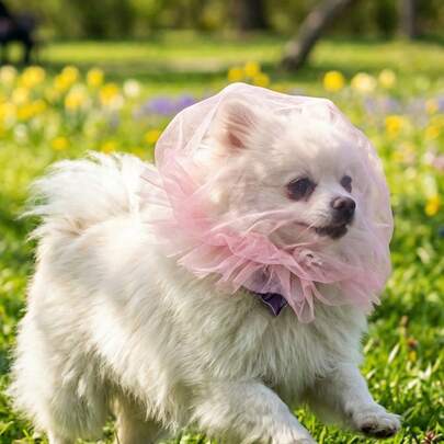 1个狗狗嘴套，方便透气防啃咬面罩，适合遛狗时佩戴，宠物头套可防止舔舐和啃咬