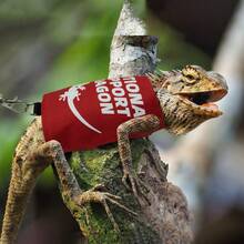 Bearded Dragon Adjustable Harness And Leash Set, Designed To Prevent Escape, Features A Comfortable Walking Vest And A 5-Foot Ty Leash, Perfect For Outdoor Activities, Park Outings, And  Exploration - ETS - View 6