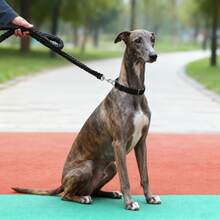 中大型犬牵引绳，8股编织宠物牵引绳，狗狗防滑绳，户外宠物用品 - 黑色 - 查看 5
