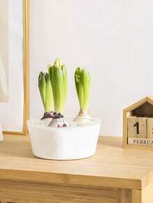 Chậu trồng thủy canh củ hoa tulip, hoa lục bình, hoa thủy tiên, loại 3 lỗ và 5 lỗ. - Nhiều kiểu dáng - Xem 4